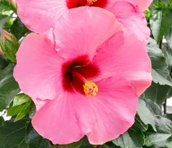 Zimmerhibiskus - Hibiscus rosa-sinensis, verschiedene Farben