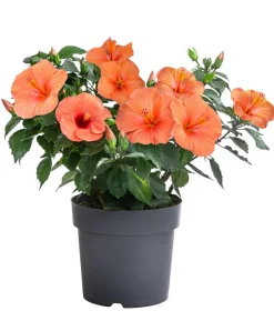 Zimmerhibiskus - Hibiscus rosa-sinensis, verschiedene Farben
