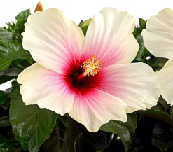 Zimmerhibiskus - Hibiscus rosa-sinensis, verschiedene Farben