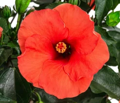 Zimmerhibiskus - Hibiscus rosa-sinensis, verschiedene Farben