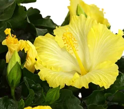 Zimmerhibiskus - Hibiscus rosa-sinensis, verschiedene Farben