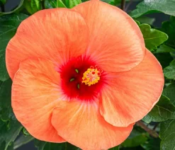 Zimmerhibiskus - Hibiscus rosa-sinensis, verschiedene Farben