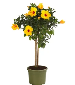 Zimmerhibiskus - Hibiscus rosa-sinensis, Stämmchen, verschiedene Farben