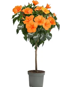 Zimmerhibiskus - Hibiscus rosa-sinensis, Stämmchen, verschiedene Farben