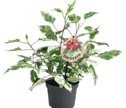 Zimmerhibiskus - Hibiscus rosa-sinensis 'Variegata', panaschiert
