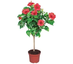 Zimmerhibiskus - Hibiscus rosa-sinensis, Stämmchen, verschiedene Farben