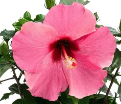 Zimmerhibiskus - Hibiscus rosa-sinensis, verschiedene Farben