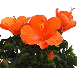 Zimmerhibiskus - Hibiscus rosa-sinensis, verschiedene Farben