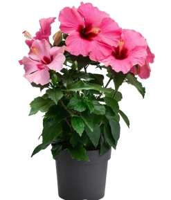 Zimmerhibiskus - Hibiscus rosa-sinensis, verschiedene Farben