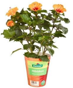 Zimmerhibiskus - Hibiscus rosa-sinensis 'HibisQs® Petit Orange'