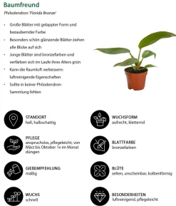 Zimmerpflanzen-Set Urban Jungle, 3-teilig