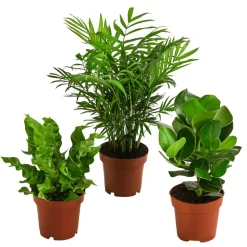 Zimmerpflanzen-Set Badezimmer, 3-teilig