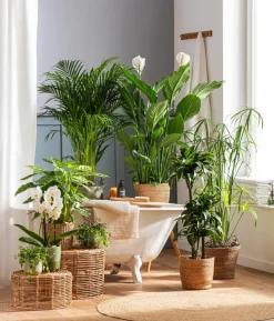 Zimmerpflanzen-Set Badezimmer, 3-teilig