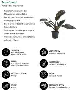 Zimmerpflanzen-Set Blattschmuck, 4-teilig