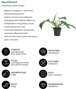 Zimmerpflanzen-Set Blattschmuck, 4-teilig