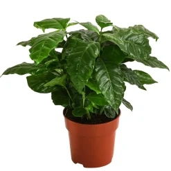Zimmerpflanzen-Set Botanical Charm, 4-teilig