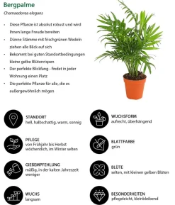 Zimmerpflanzen-Set Bunt, 5-teilig