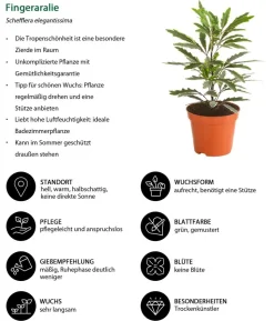 Zimmerpflanzen-Set Bunt, 5-teilig
