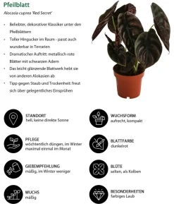 Zimmerpflanzen-Set Dream Team, 4-teilig