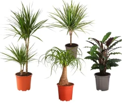 Zimmerpflanzen-Set Durchatmen, 4-teilig