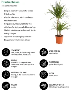 Zimmerpflanzen-Set Durchatmen, 4-teilig