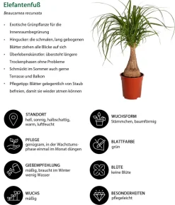 Zimmerpflanzen-Set Durchatmen, 4-teilig