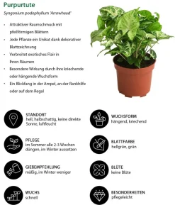 Zimmerpflanzen-Set Ever Green, 3-teilig
