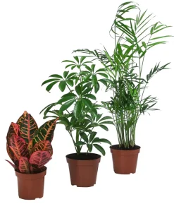 Zimmerpflanzen-Set Exotik, 3-teilig