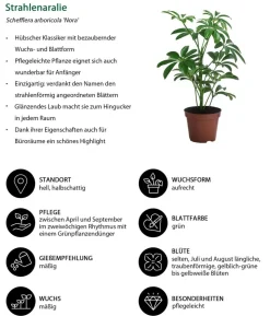 Zimmerpflanzen-Set Exotik, 3-teilig