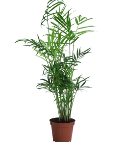 Zimmerpflanzen-Set Exotik, 3-teilig