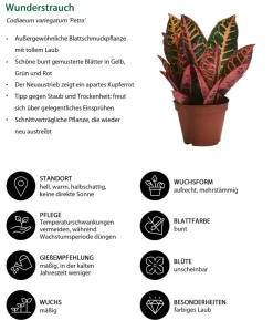 Zimmerpflanzen-Set Exotik, 3-teilig