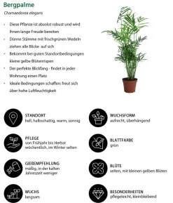Zimmerpflanzen-Set Exotik, 3-teilig