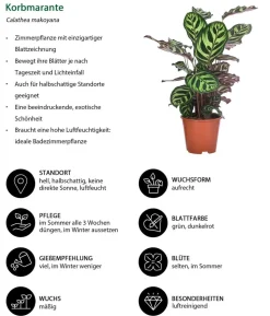 Zimmerpflanzen-Set Grüne Blätter, 4-teilig