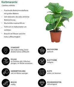 Zimmerpflanzen-Set Grüne Blätter, 4-teilig