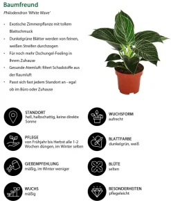 Zimmerpflanzen-Set Grün Starter, 3-teilig