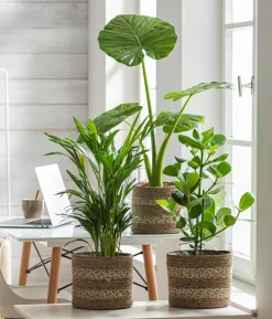 Zimmerpflanzen-Set Home Office, 3-teilig