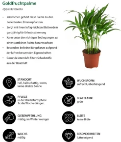 Zimmerpflanzen-Set Luftreiniger, 3-teilig