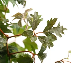 Zimmerrebe - Cissus rhombifolia 'Ellen Danica'