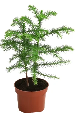 Zimmertanne - Araucaria heterophylla