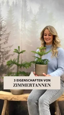 Zimmertanne - Araucaria heterophylla