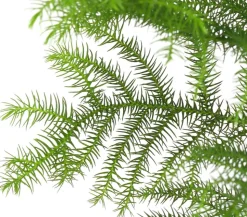 Zimmertanne - Araucaria heterophylla