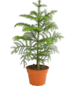 Zimmertanne - Araucaria heterophylla