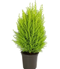 Zimmerzypresse 'Goldcrest', Pyramide