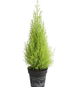 Zimmerzypresse 'Goldcrest', Pyramide