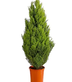 Zimmerzypresse 'Goldcrest', Pyramide