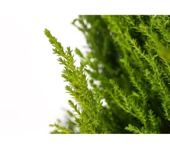 Zimmerzypresse 'Goldcrest', Pyramide