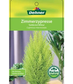 Zimmerzypresse 'Goldcrest', Pyramide