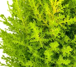 Zimmerzypresse 'Goldcrest', Pyramide