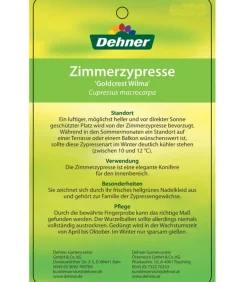 Zimmerzypresse 'Goldcrest', Pyramide