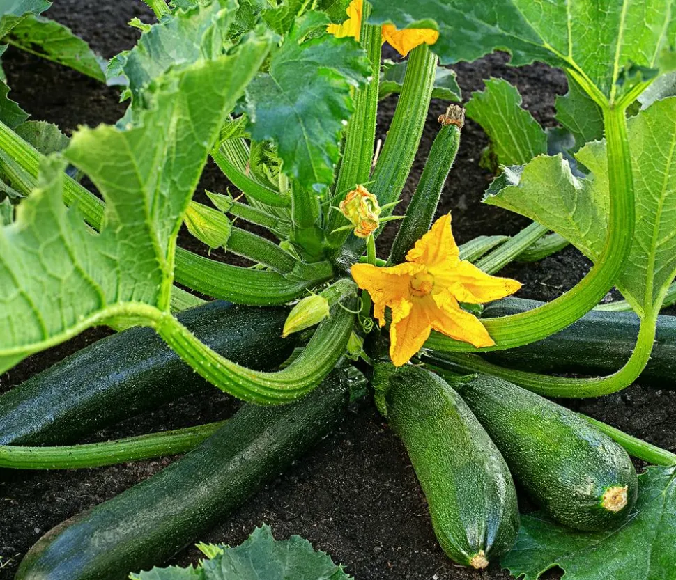 Zucchini, grün